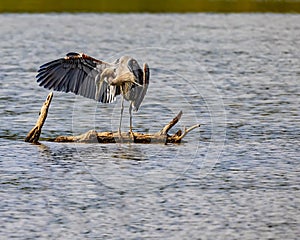 Great Blue Heron notices prey in the water