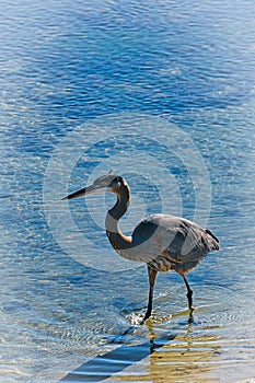 Great blue heron Ocean California Bolsa Chica ecological reserve
