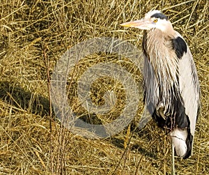 Great Blue Heron on one Leg