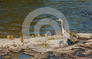 Great Blue Heron in Ontario