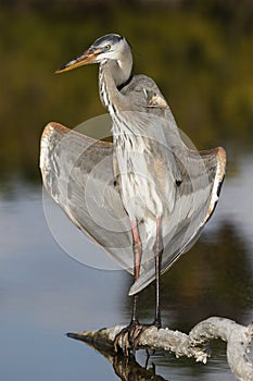 Great Blue Heron opening its wings to the sun - Estero Island, F