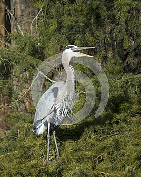 Great blue heron opens its beak