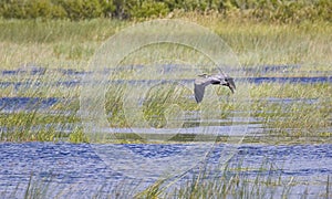Great Blue Heron Over Marsh