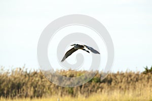 Great Blue Heron over marsh