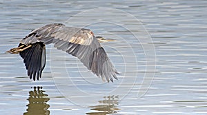 Great Blue Heron over water