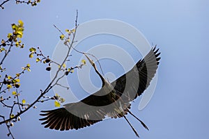 Great blue heron overhead