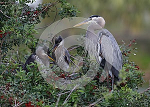 Great Blue Heron with a pair of chicks at its nest - Venice, Flo