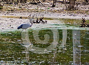 Great Blue Heron at Pandapas Pond