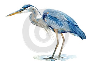 Great blue heron,  Pastel-colored, in hand-drawn style, watercolor, isolated on white background photo