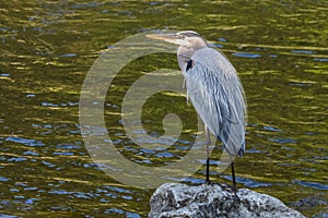 A great blue heron patiently scans a stream for telltale ripples