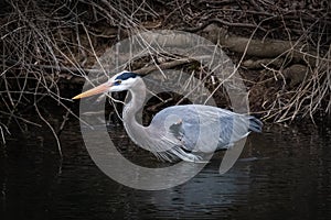 A great blue heron patiently waits for its next meal in the Tulpehocken Creek