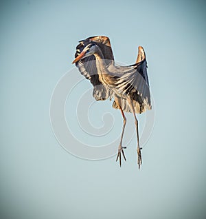 Great blue heron pauses in mid air