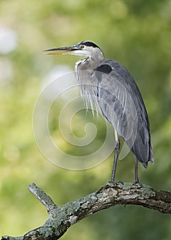 Great Blue Heron perched on a dead tree branch