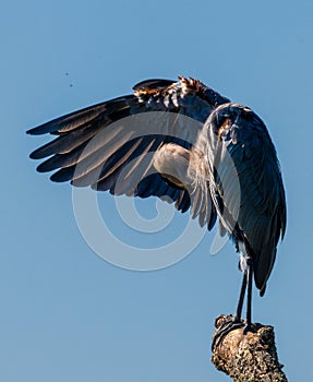 Great blue heron perched on dead tree pruning self in sun