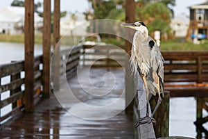 Great Blue Heron perched on a fishing pier