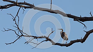 Great blue heron perched on high cottonwood branch in morning light