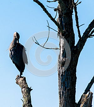 Great blue heron perched on limb of dead tree