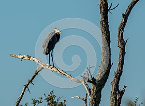 A Great Blue Heron is perched on the limb of a dead tree a little after sunrise