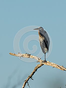 A Great Blue Heron is perched on the limb of a dead tree a little after sunrise
