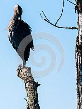 Great blue heron perched on limb of tree