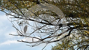 Great blue heron perched on limb in tree