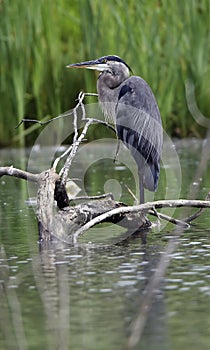Great Blue Heron Perched on Log