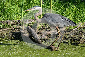 great blue heron is perched on a log in the wetlands of Florida