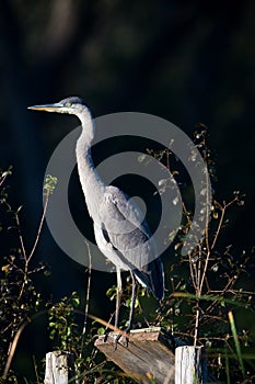 Great Blue Heron