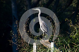 Great Blue Heron