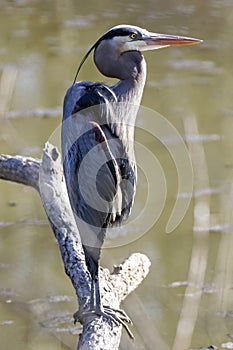 Great Blue Heron Perched Over Water