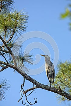 Great blue heron perched in a pine tree in Florida.