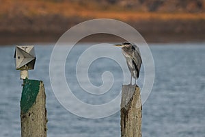 A Great Blue Heron Perched on Post
