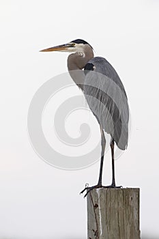 Great Blue Heron perched on a post - Merritt Island Wildlife Ref