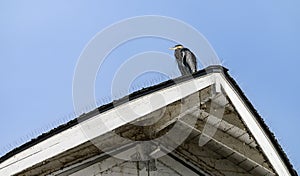 Great Blue Heron perched on the roof of a white barn and ignoring bird deterrent spikes