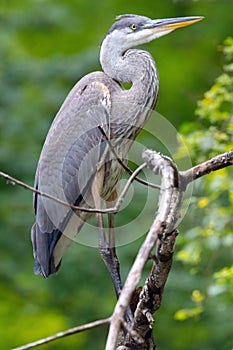 Great Blue Heron Perched in a Tree