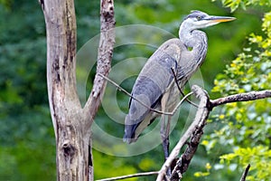 Great Blue Heron Perched in a Tree