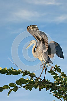 Great blue heron perched in a tree