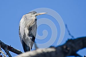 Great Blue Heron Perched in a Tree
