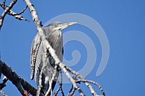 Great Blue Heron Perched in a Tree