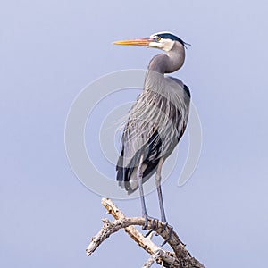 Great Blue Heron Perched on a Tree Limb