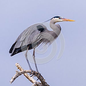 Great Blue Heron Perched on a Tree Limb