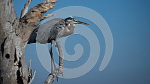 Great Blue Heron Perched on Tree Limb