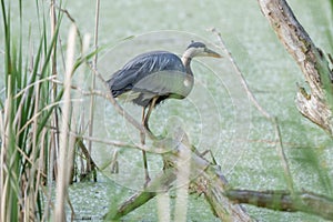 Great blue heron is perched on a tree limb in the wetlands