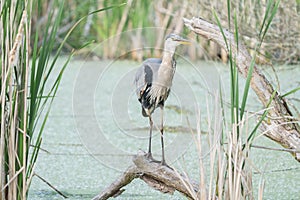 Great blue heron is perched on a tree limb in the wetlands