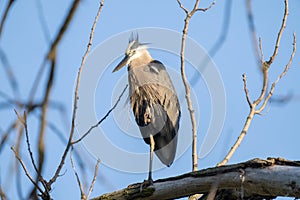 Great blue heron is perched on a tree limb in the wetlands