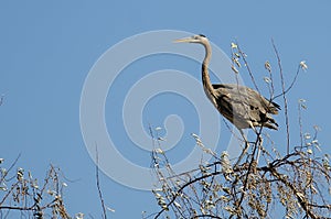 Great Blue Heron Perched in the Tree Tops