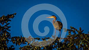 Great Blue Heron at tree top
