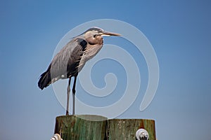 Great Blue Heron on a Pier