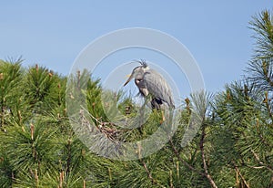 Great Blue Heron on a pine tree in Destin FLorida