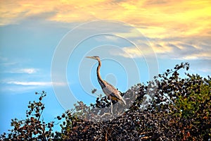 Great Blue Heron in a Pine Tree at Sunset